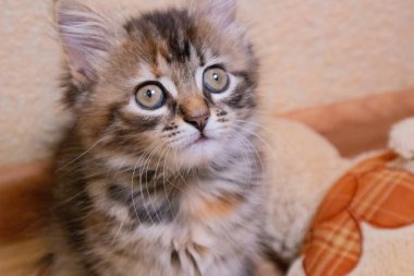 Finli şirin kedi yavrusu evde oynuyor.