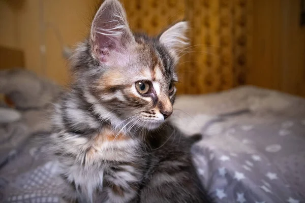 Mignon finlandais shorthair chaton pièces à la maison — Photo