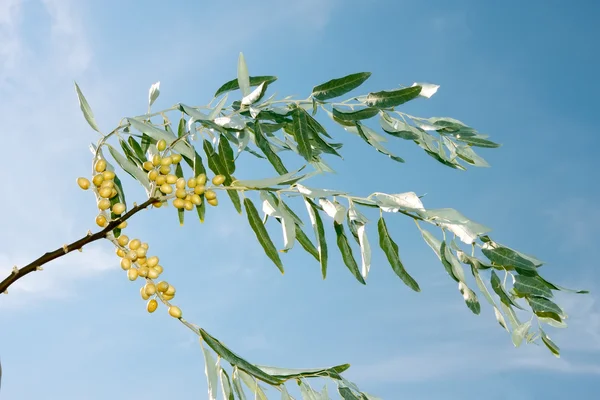 Gałąź drzewka oliwne — Zdjęcie stockowe