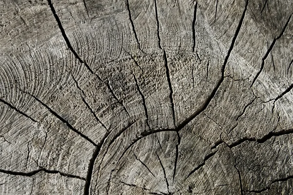 Struttura del vecchio tronco di taglio — Foto Stock