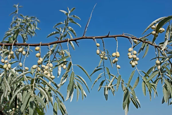 Zweig von wilden Olivenbäumen — Stockfoto