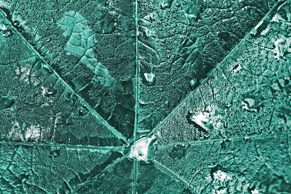 Grande folha molhada com gotas de orvalho — Fotografia de Stock