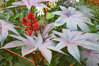 Castor bean bitki çiçek