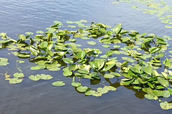 在水中的植物 spatterdock (台湾萍蓬草黄) — 图库照片