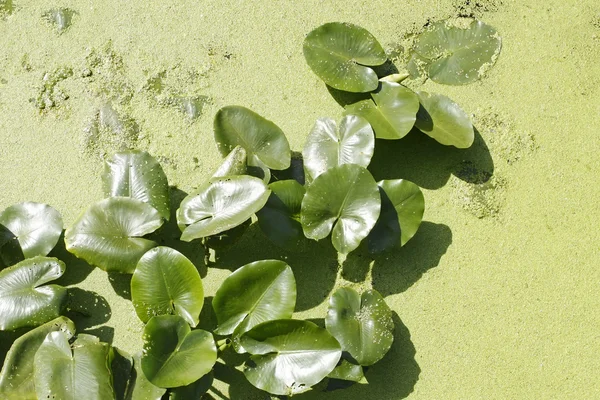 Spatterdock 식물 (Nuphar lutea의) 내려면 중 물에 — 스톡 사진