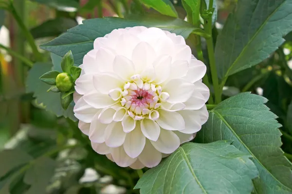 Dalia blanca en lecho de flores —  Fotos de Stock