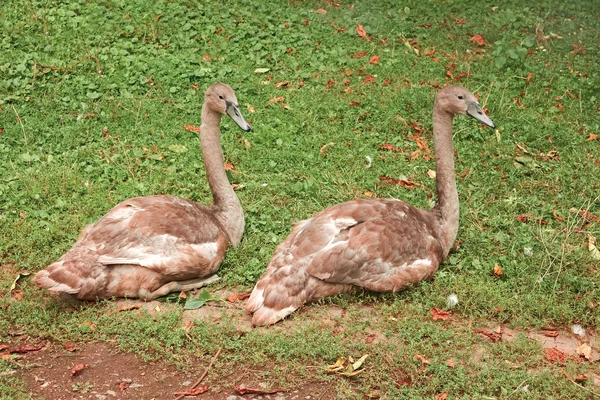 Cisnes jóvenes sobre hierba verde —  Fotos de Stock