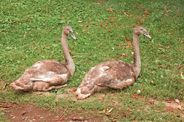 Young swans on green grass — Stock fotografie