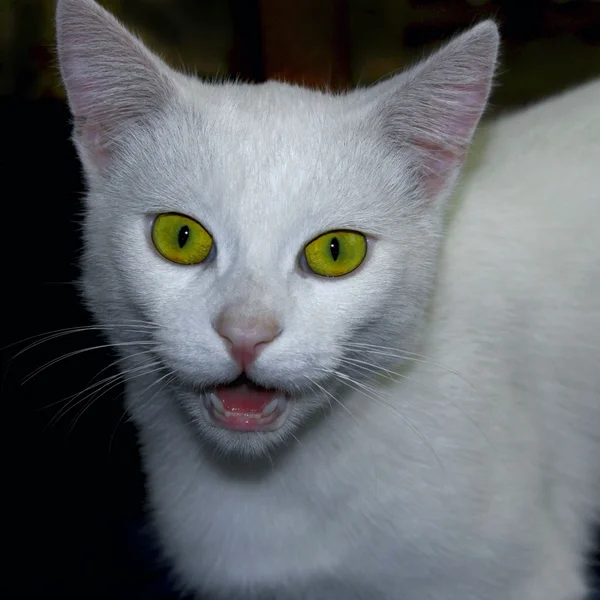 Porträt einer jungen weißen Katze — Stockfoto