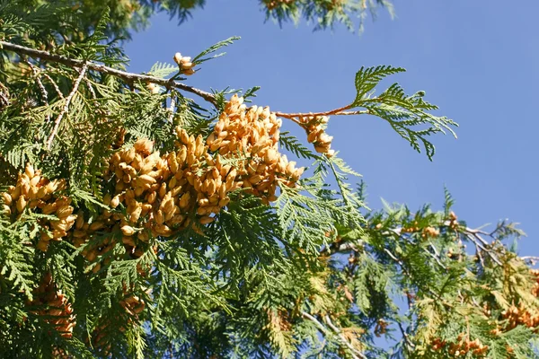 Thuya branch with ripe cones — Stock Photo, Image