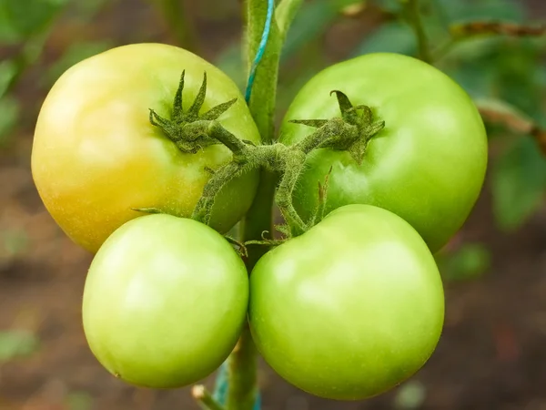 Quatro tomates verdes em estufa — Fotografia de Stock