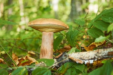 cep mantar, Latince Adı: boletus mantarı