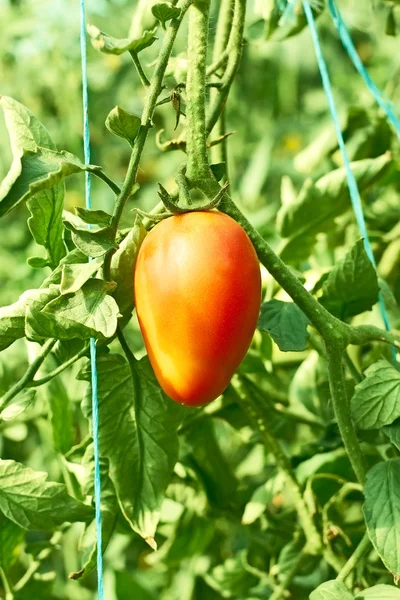 Single tomato in greenhouse — Stock Photo, Image