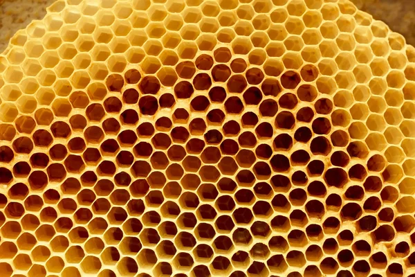 Fragmento de favo de mel — Fotografia de Stock