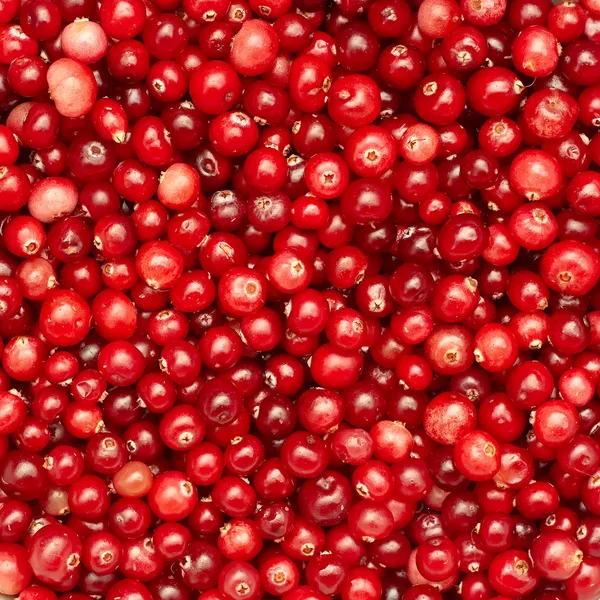 Many small cranberry berries — Stock Photo, Image