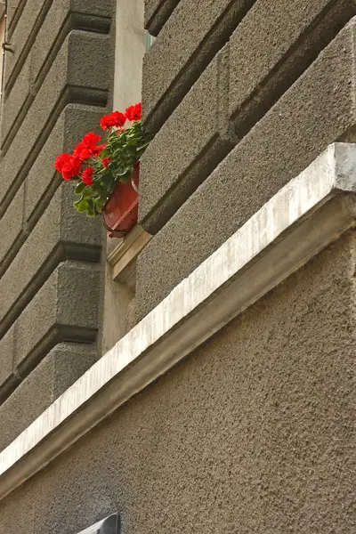 Red flowers on the window outdoors — Stock Photo, Image