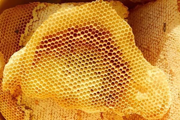 Trozos de panal de abeja a la luz del sol — Foto de Stock