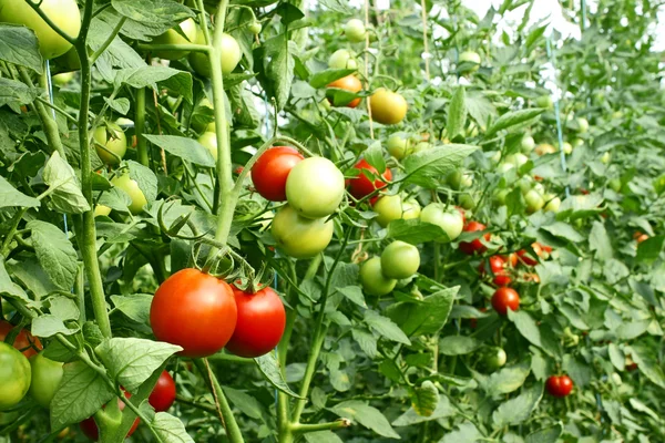Tomates vermelhos amadurecendo em estufa — Fotografia de Stock