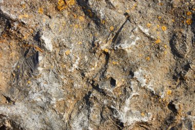 taş yüzeyle nadiren liken