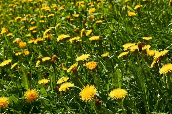 Gele paardenbloemen op weide — Stockfoto