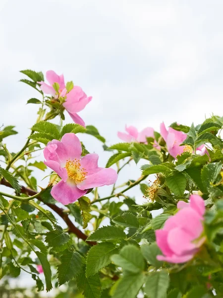 Yabani gül pembe çiçekler — Stok fotoğraf