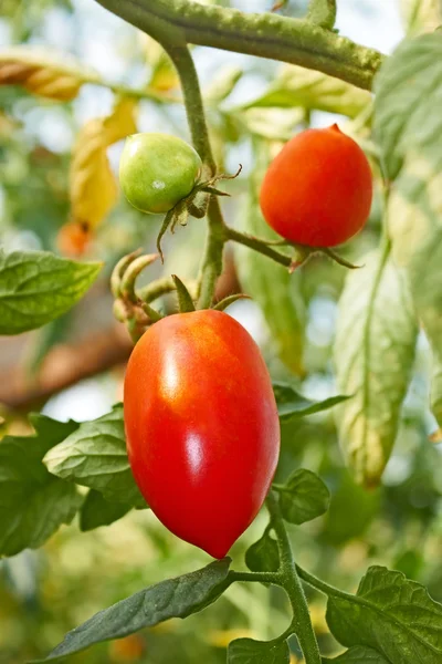 Rode langwerpige tomaten in kas — Stockfoto