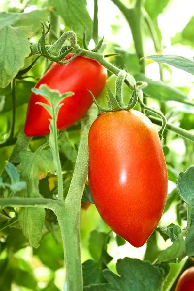 Rote Tomaten im Foliengewächshaus — Stockfoto