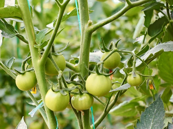 Green tomatoes in greenhouse — Stock Photo, Image