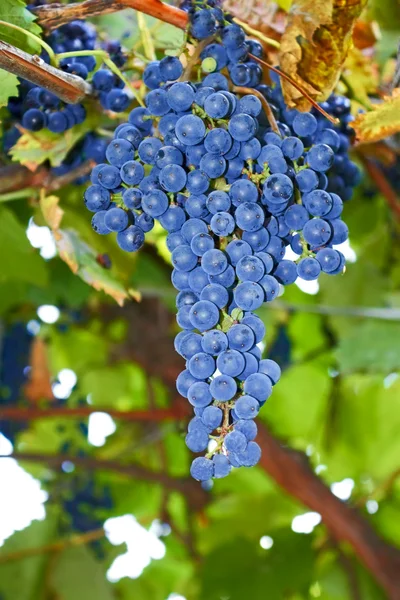 Trauben blauer reifer Trauben — Stockfoto