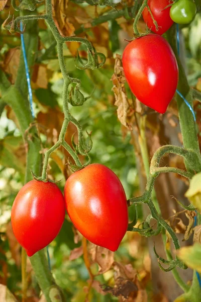 Latest tomatoes in autumn greenhouse — Stock Photo, Image