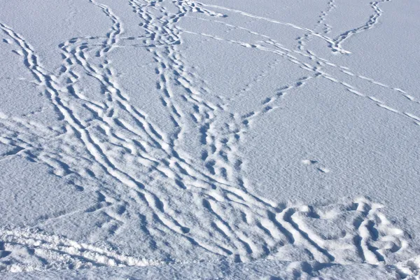 Dammas med snö fotspår — Stockfoto