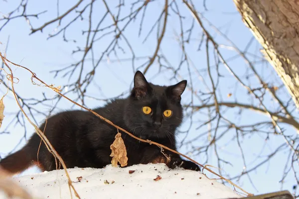 Young black cat outdoors — Stock Photo, Image