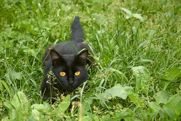 Zwarte kat in hinderlaag in openlucht — Stockfoto