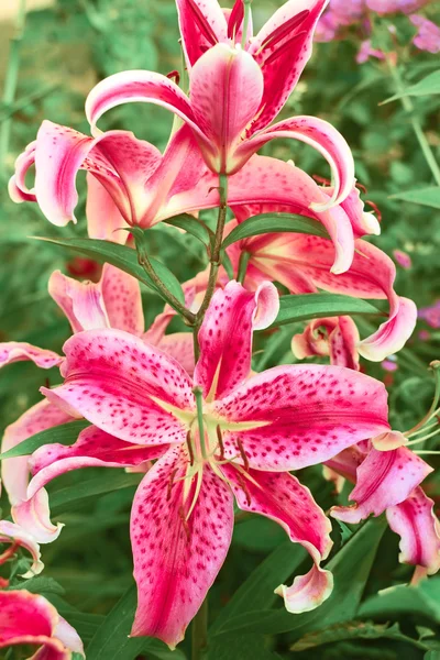 Lily bloemen op flowerbed — Stockfoto