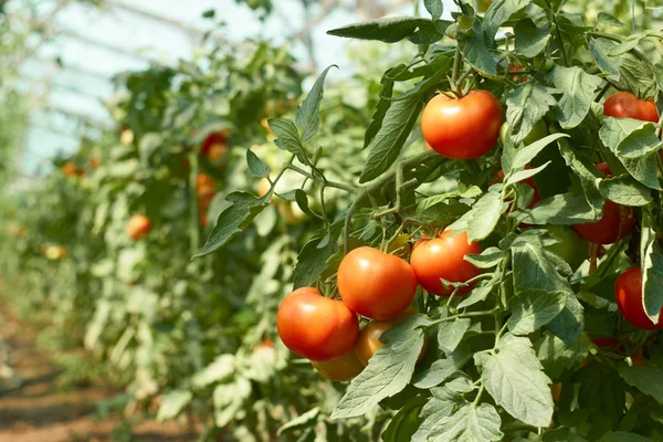 Manojo de tomates en invernadero — Foto de Stock
