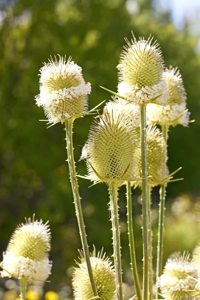 Teasel flowers close up — Stock Photo, Image