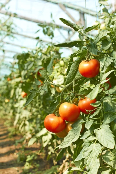 Tassel de tomates em estufa — Fotografia de Stock