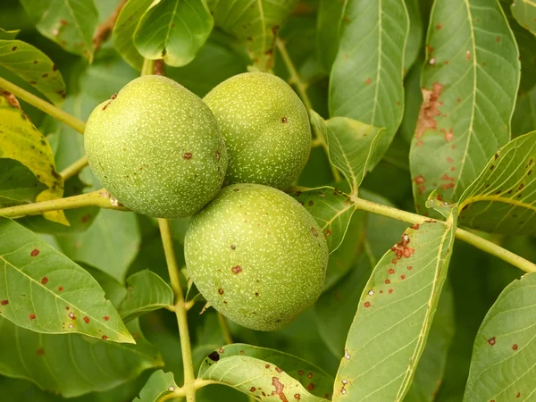 Three unripe walnuts on a branch — Stock Photo, Image