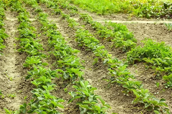 Rijen van groene aardbeiplanten — Stockfoto