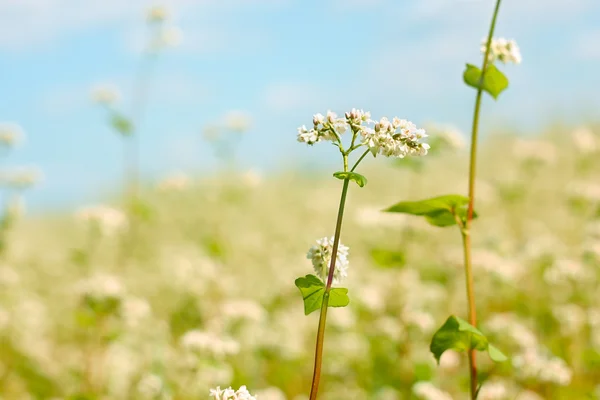 Fiore di grano saraceno sopra il campo — Foto Stock