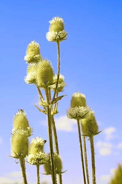 Teasel λουλούδια μπλε ουρανό — Φωτογραφία Αρχείου