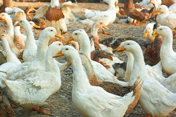 Enten im Geflügelhof — Stockfoto