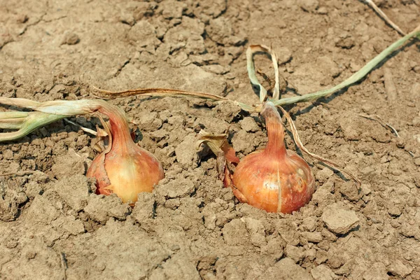 Dos cebollas en el suelo — Foto de Stock