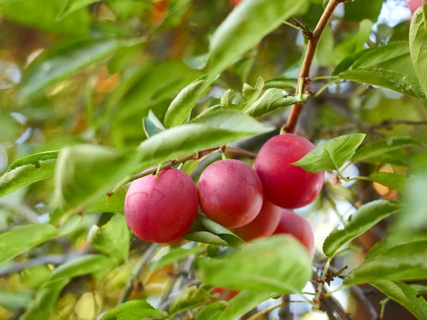 Dojrzałe owoce śliwki na gałęzi — Zdjęcie stockowe