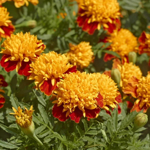 Цветы Мэриголд в клумбе — стоковое фото