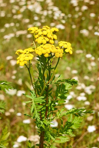 Ανθίζοντας φυτό tansy — Φωτογραφία Αρχείου