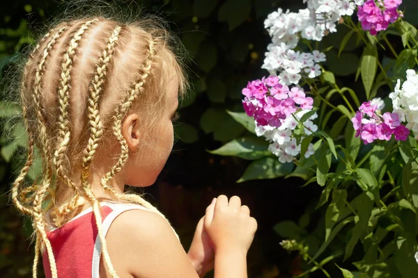 Little girl near the Hesperis plant — Stock Photo, Image