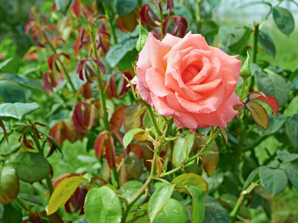 Rosa con gotas de agua en el parterre —  Fotos de Stock