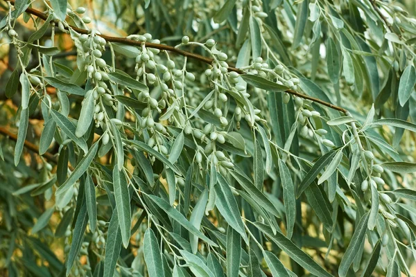 Větev s nezralé plody elaeagnus angustifolia — Stock fotografie