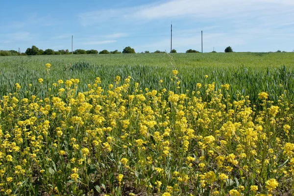 Vete fält och blommande raps växter — Stockfoto
